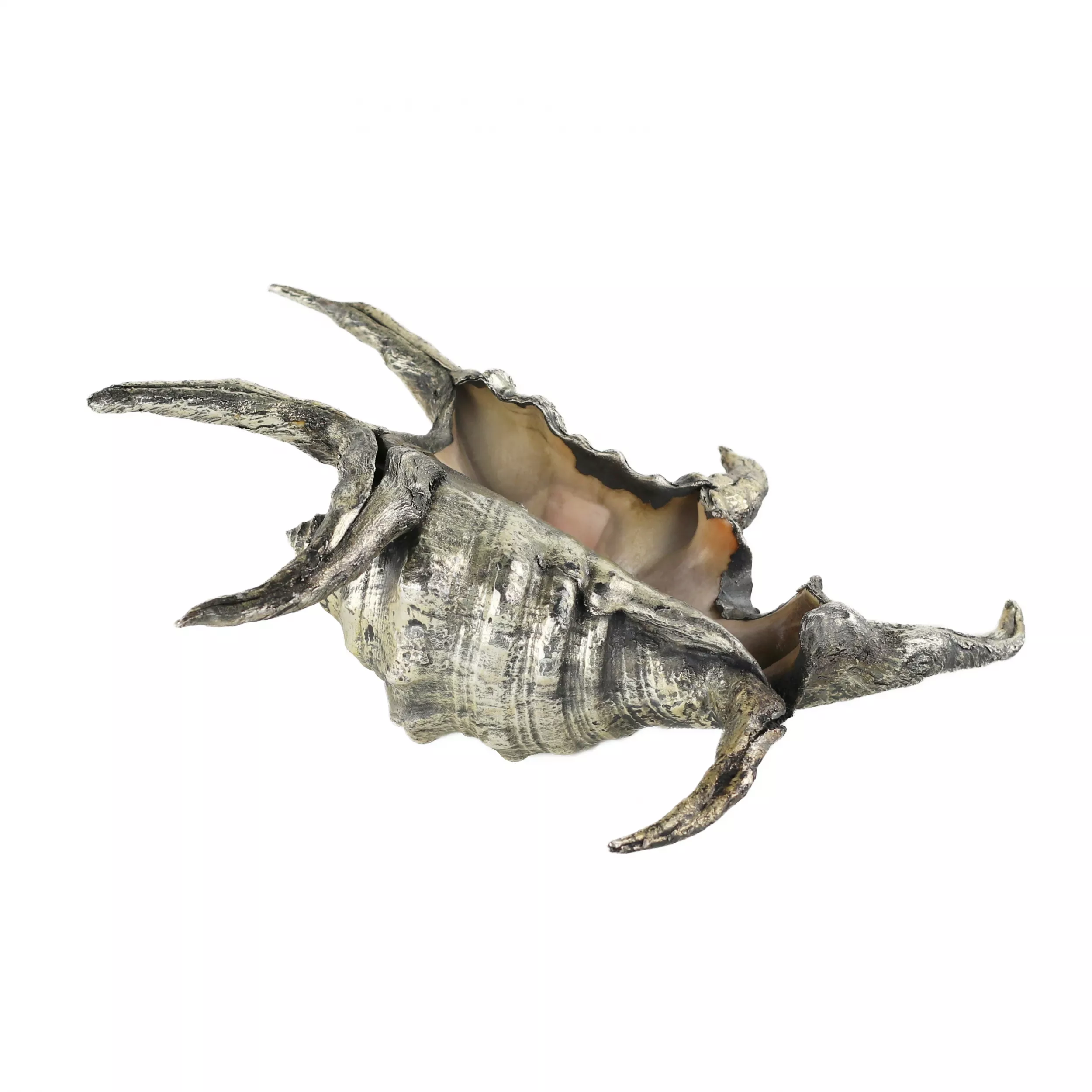 Coquille de Buccellati. Italie du 20ème siècle. 