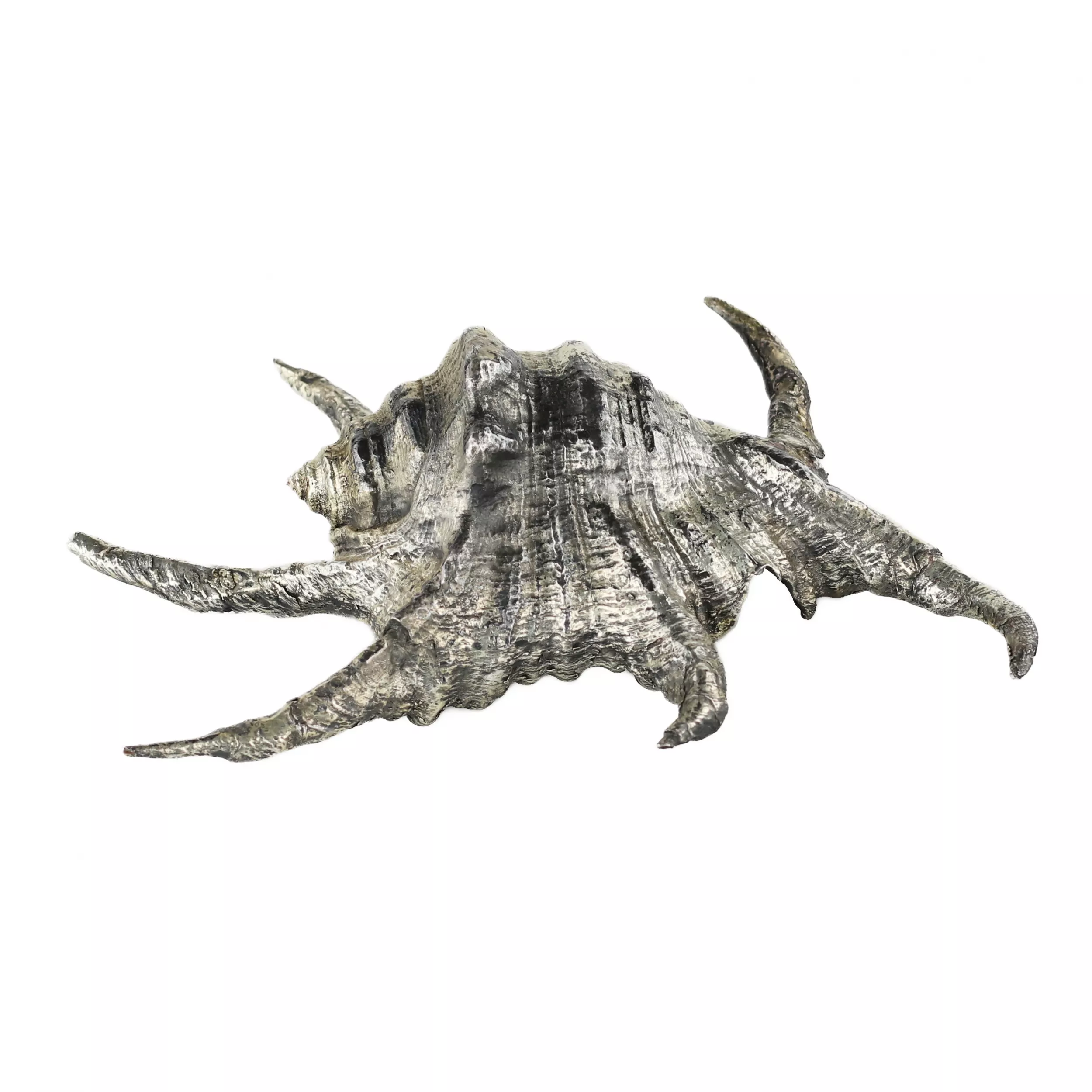 Coquille de Buccellati. Italie du 20ème siècle. 