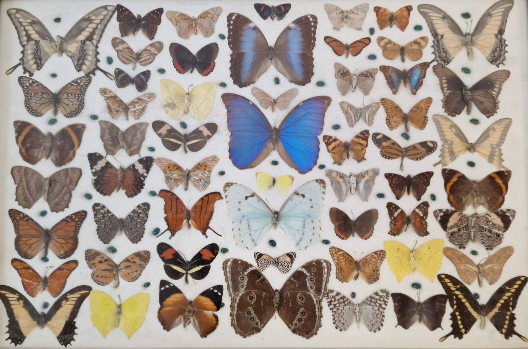 Table vintage avec papillons 