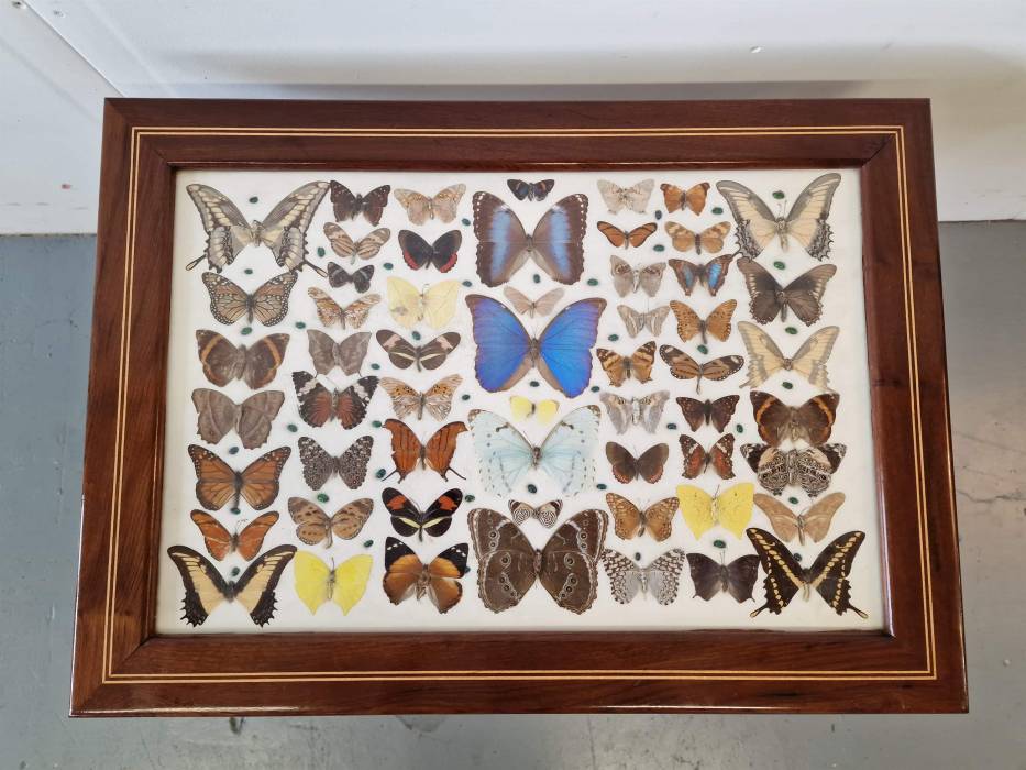 Table vintage avec papillons 